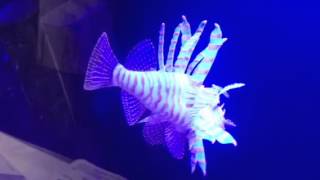 Eshopps Lionfish amp Jellyfish [upl. by Christopher280]