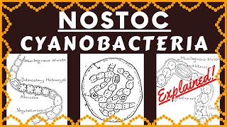 Nostoc Cyanobacteria  Structure Reproduction Habitat and Ecological Importance of Genus Nostoc [upl. by Eiramnna]