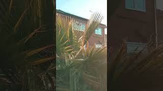 Washingtonia robusta update [upl. by Ahsiekit361]