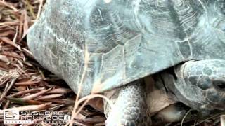 Testuggine marginata Testudo marginata  Marginated Tortoise or Margined Tortoise [upl. by Idak420]