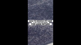 60 Second Tutorial  Get Pet Hair Out Of Your Vehicle And Freshen It Up [upl. by Daggett]