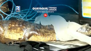 Noticiero de Guayaquil Primera Emisión 08042024 [upl. by Aerdnuahs]