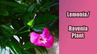 LemoniaRavenia Plant Care Tipslemoniaraveniagardeninggreenmovegardening [upl. by Nahtonoj560]