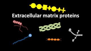 Extracellular matrix proteins like laminin  fibronectin  nidogen or entactin  collagens [upl. by Odlanor]