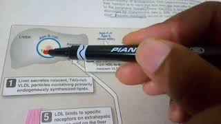 LIPOPROTEINS METABOLISM part 4VLDL METABOLISM in easy way [upl. by Dumanian]