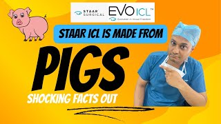 StaarICL lens is made from pork [upl. by Ydnir881]