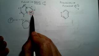 Nucleótidos y Acidos Nucleicos Cuarta Parte [upl. by Kessia]