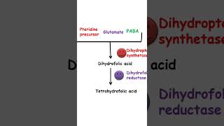 Cotrimoxazole mechanism of action pharmacology [upl. by Moriah398]