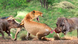 Tragic Ending When Lion Hunts Alone Warthogs Attack The Lion Mercilessly [upl. by Llerahs]