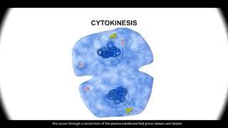 Cell Cycle PHASES in ACTION Mitosis Stages REVEALED Under the MICROSCOPE CELL DIVISION biology [upl. by Buddy337]