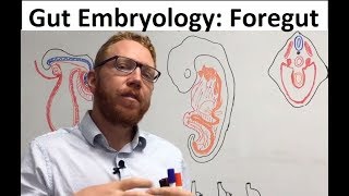 Foregut  Embryology [upl. by Issi647]