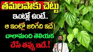 తమలపాకు చెట్టు ఇంట్లో ఉంటే ఆ ఇంట్లో జరిగేది ఇదేTamalapaku Chettu Intlo Undavacha positivity [upl. by Dolorita]