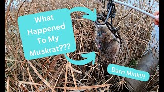 Out On The Line 2023 Ep 11  Only Catching Muskrats [upl. by Vod399]