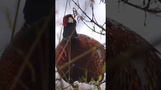 Wild Pheasant Eating Stinging Nettles in the Snow [upl. by Brynn]