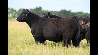 Reimann Pasture Sale 2024  Tag 9 [upl. by Lindemann]