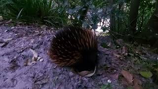 Echidna after sunset so a bit dark [upl. by Xantha936]