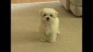 Cute Maltese puppy dog barking at funny small cat animal toy little puppies playing bark voice [upl. by Amarette]