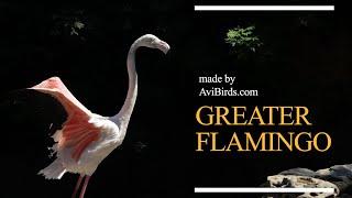 Greater Flamingo Phoenicopterus Roseus [upl. by Ordnas]