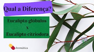 Qual a diferença entre Eucalipto glóbulos e Eucalipto Citriodora  Aromaterapia by Camila Castellan [upl. by Obau643]