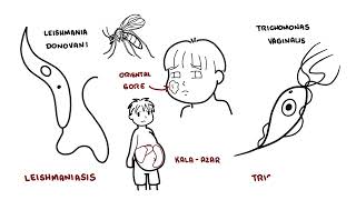 Introduction to Protozoa  the unicellular parasites amoeba giardia leishaniasia plasmodium [upl. by Sid]