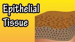 Epithelial Tissue  What Is Epithelial Tissue  Functions Of Epithelial Tissue  Epithelial Cells [upl. by Demakis]