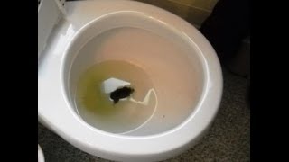 How to improve the power of your wc flush Not enough water to flush stuff away [upl. by Almeeta871]