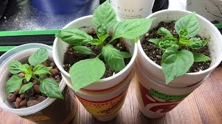 Simple NonCirculating Hydroponic System Made from Soup Containers [upl. by Odlonyer602]