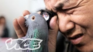 Chinas Millionaire Pigeon Racers Part 23 [upl. by Culbertson234]