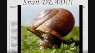 The Snail Story Funniest video on youtube Dnot [upl. by Fifine]