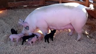 AWESOME MOTHER PIGS amp THEIR PIGLETS  A Must See [upl. by Jallier960]