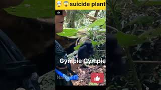 Gympie Gympie sucide plant shorts viral nature facts animals youtubeshorts youtube ytshorts [upl. by Ylyl]