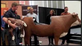 Bovine simulator unveiled at Olds College [upl. by Yllah]