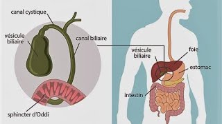 GATSRO ENTEROLOGIE  physiologie de la sécrétion biliaire [upl. by Bonacci]