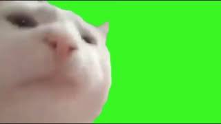 Official cat vibing greenscreen perfect loop [upl. by Eelarac227]