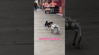 Dog And Robot Fun funny animals dogdoglover shorts [upl. by Adieno435]