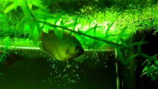 Accoppiamento Colisa lalia  dwarf gourami mating secondo video [upl. by Immot661]