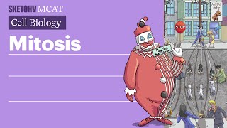 Mitosis Cell Division amp Stages Explained Full Lesson  Sketchy MCAT [upl. by Devinna384]