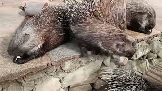 Keine MeerschweinchenBabys sondern StachelschweinBabys [upl. by Hirza]