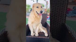 dog funny reels enna ippadi sollitangle 🤔cute golden retriever Rocky [upl. by Assiled]