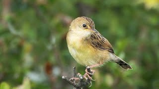 Goldenheaded Cisticola as seen in Australia [upl. by Mariya913]