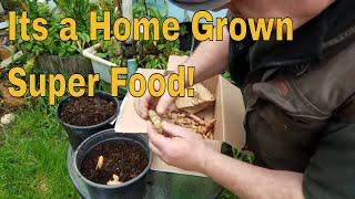 Growing Your Own Fresh Turmeric from store bought root [upl. by Ahsatak]