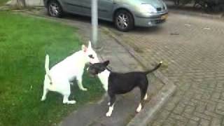 BullTerrier fighting See this awasome fight [upl. by Rozina]