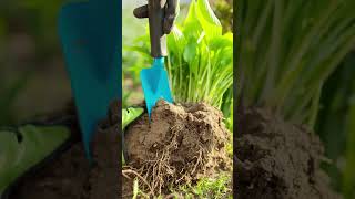 Best Gardening Tricks to Care for Hostas houseplants indoorplants hosta [upl. by Riva253]