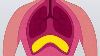 What is the Diaphragm [upl. by Yehs]