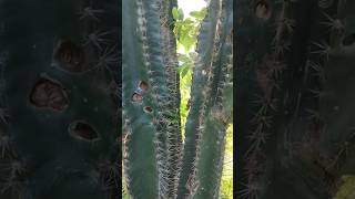 முள் கற்றாழை thorn cactus வெயில் காலத்தில் காட்டில் nature villagelife short shortsfeed [upl. by Andryc560]