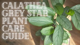 Calathea Grey Star Ctenanthe Plant Care Guide For Beginners [upl. by Dnomyaw]