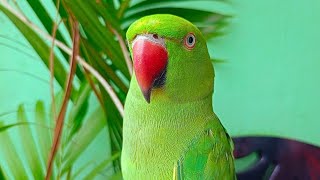 Loud Parrot Chirping 2  Natural Parrot Sounds  Parrot Calling Sounds  Parrot Lover [upl. by Essilem]