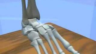 Ankle amp Subtalar Joint Motion Function Explained Biomechanic of the Foot  Pronation amp Supination [upl. by Baillie]