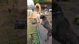 Deerhound Saluki Cross Jumping Over Fence music dancehall bobmarley song dog puppy pointer [upl. by Nawj]