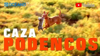 Caza con podencos DocumentalDescubre la auténtica cacería del podenco andaluz [upl. by Lebisor]